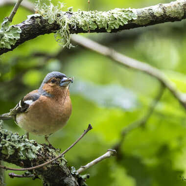 Pinson des arbre fait mouche par Yves1964
