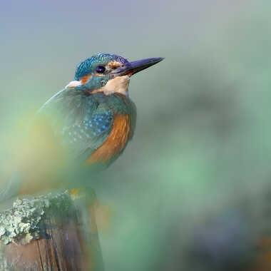 Pays des merveilles par Dan_naturephoto