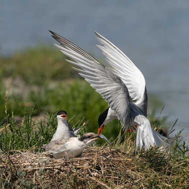 Grandir ! par Dan_naturephoto