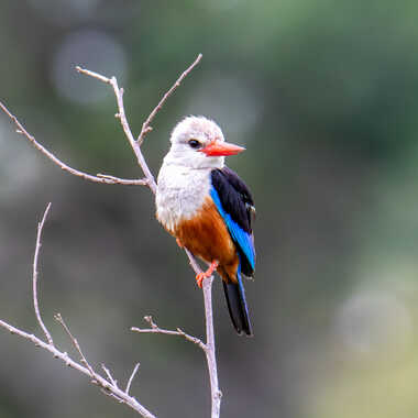 Gagnant du Concours Photo Oiseaux