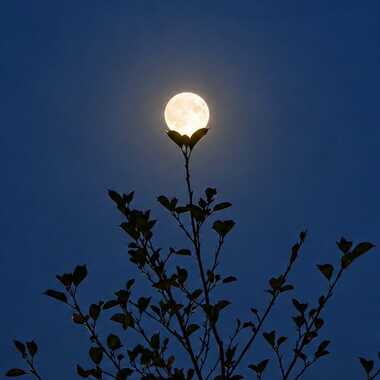 Fleur de lune. par altou