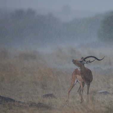 Orage sur le Masai Mara par Spectron