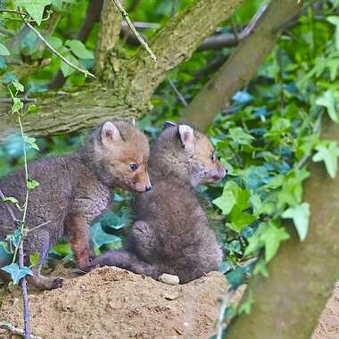 Gagnant du Concours Photo Bébés animaux