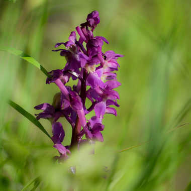 orchidée sauvage par Nicolas Belmontet