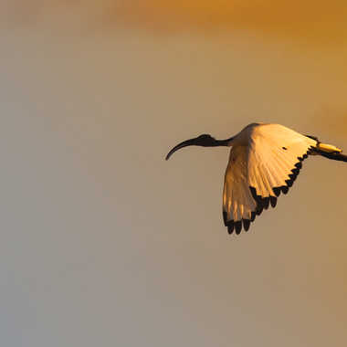ibis sacré  **