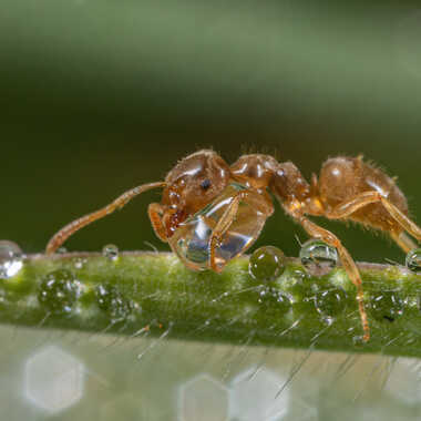 Epuisée!! par JeBricole