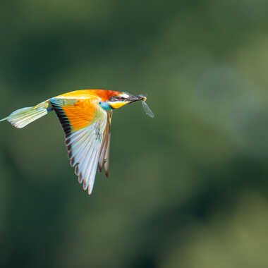 Transport de libellule par jeromebouet