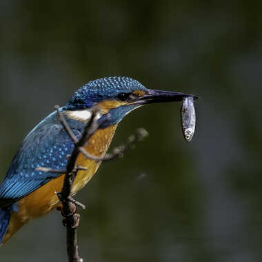 Martin-pêcheur et le petit poisson par Dutialain