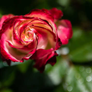 tourbillon de rose par bobox25