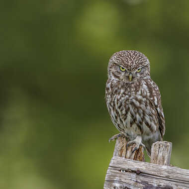 En mode ténébreux par Stefano