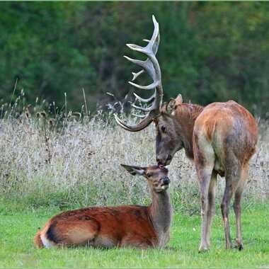 Gagnant du Concours Photo Faune sauvage en liberté