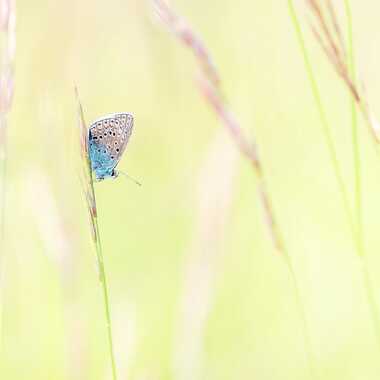 Couleurs printanière par Franck06