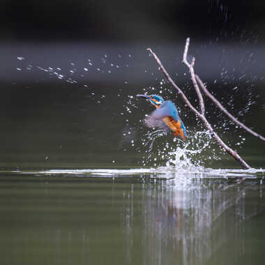 Un éclair bleu sort de l'étang par jeromebouet