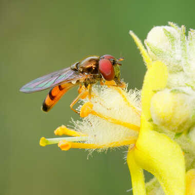 Butineuse par Gaillard