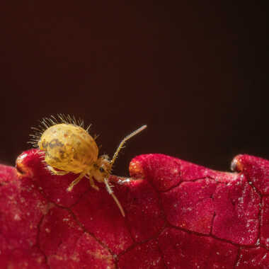 Red wawes! par JeBricole