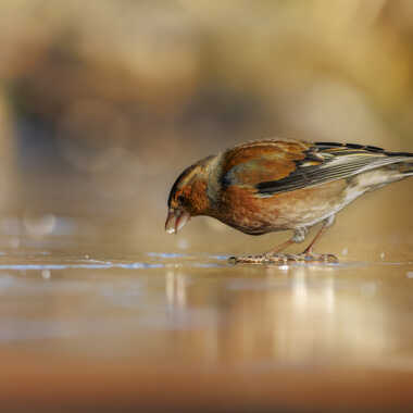 Chaud & Froid par Stefano