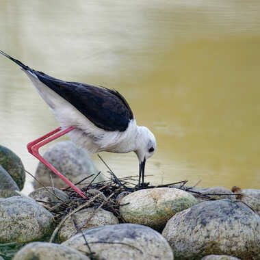 Echasse Blanche au nid par jibi