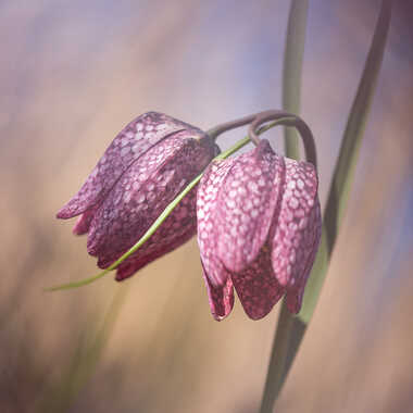 Fritilaires