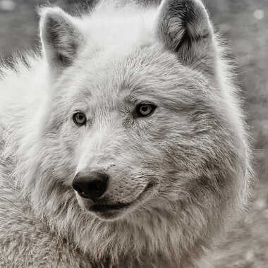 Portrait de Loup arctique par patrick69220