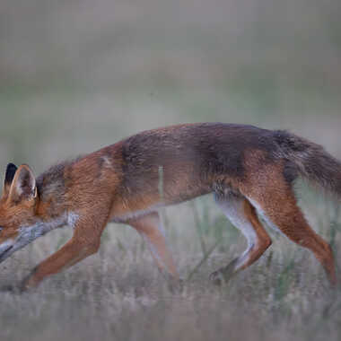 Goupil en maraude par jeromebouet