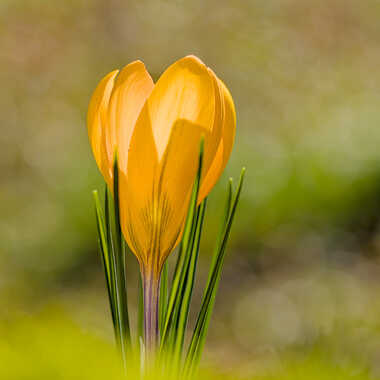 Gagnant du Concours Photo Premiers jours du printemps