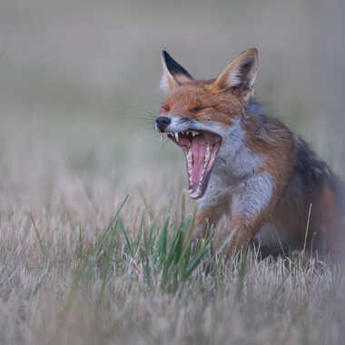 Un p'tit coup de fatigue par jeromebouet