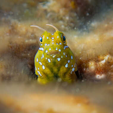 Le ptit curieux ! par Michel06