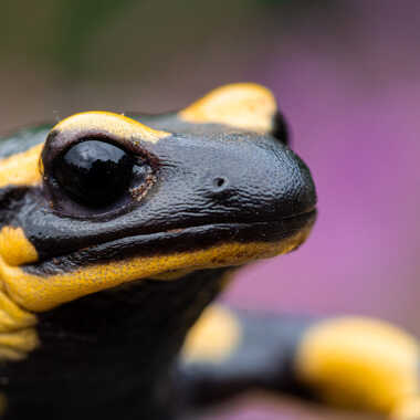 Symbole de feu... par Dan_naturephoto