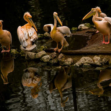 Scène de Pelicans par pere