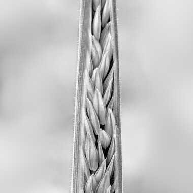 Nature monochrome (21) par ERASMUS