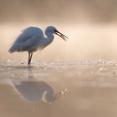 Pêche dans la brume par jeromebouet