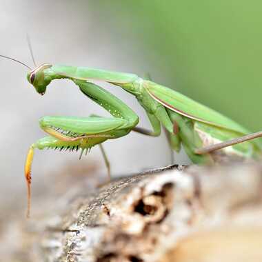 L'élégance de la Mante par Jean-Claude_Conquet