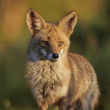 Obserbateur attentif par Stefano
