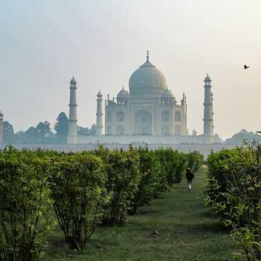 Le Taj Mahal depuis les Jardins de Ram Bagh par patrick69220