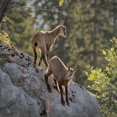 Apprentissage du milieu par deneal