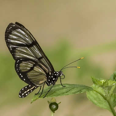 Papillon exotique par Yves B