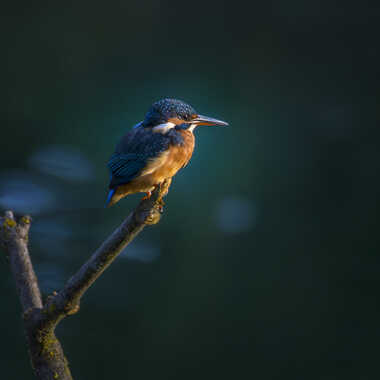 Je surveille par Barni