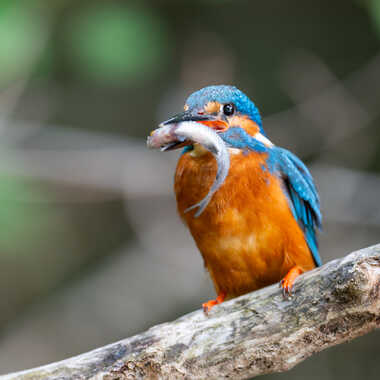 Il est frais mon poisson ! il est frais par jeromebouet