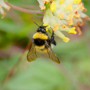 Bourdon gourmand par Gaillard
