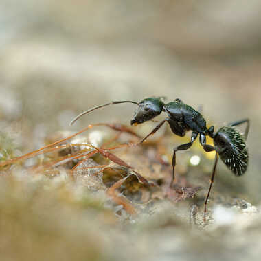Le monde fascinant des fourmis. (2) par Philgreffe