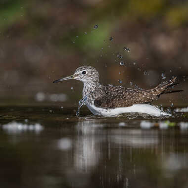Le bain du chevalier par jeromebouet