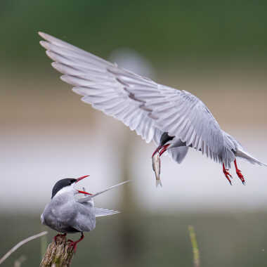 Ravitaillement en vol par jeromebouet