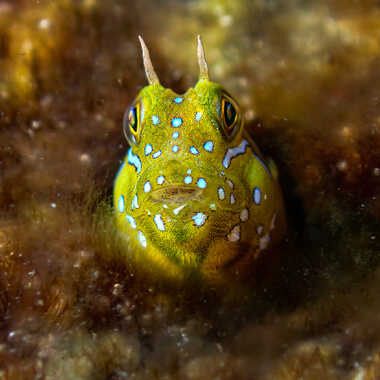 Mon pote à moi ! par Michel06