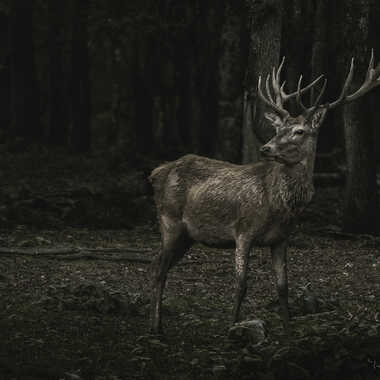 Belle ma coiffe par Yves1964