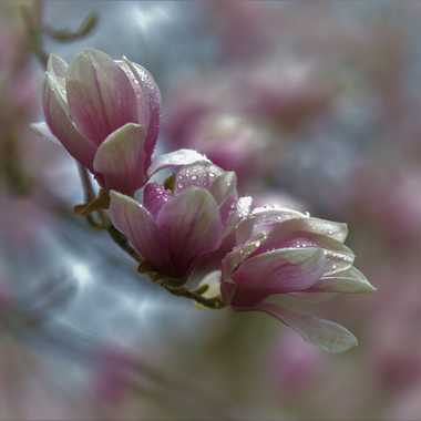 Parmi les magnolias par Farim