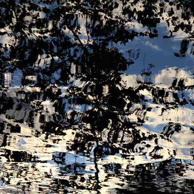 Reflets d'arbres par Luciephotographie
