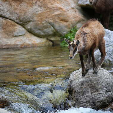 Au printemps, on est un peu fou. par AV1960