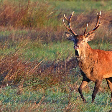 I'm a poor lonesome cowboy .... par Guy28190