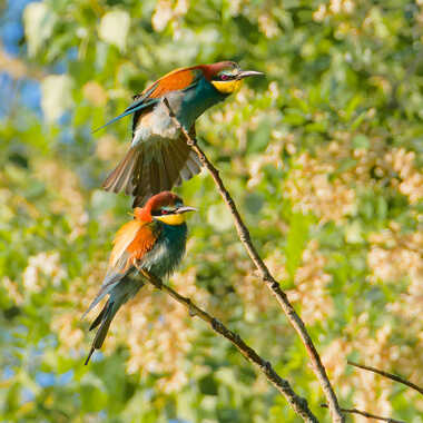 Il a vu, mais quoi? par Gaillard