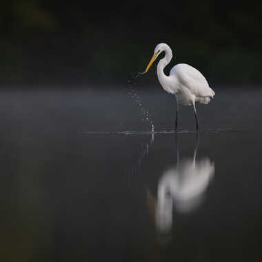 Monochrome Solognot par jeromebouet